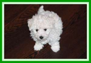 Bichon Bolognese de vanzare Mures