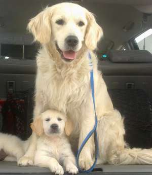 Vand Pui GOLDEN RETRIEVER Bucuresti
