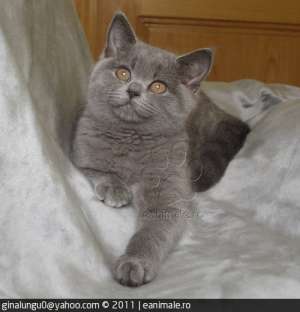 vand pui british shorthair blue