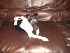 Pierdut Jack Russel Terrier