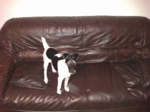 Pierdut Jack Russel Terrier