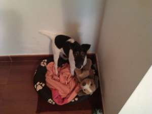 Pierdut Jack Russel Terrier