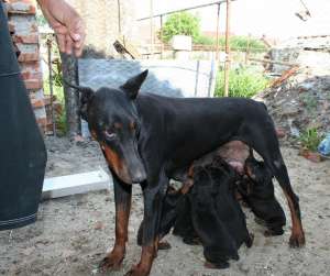 Vand catei Doberman