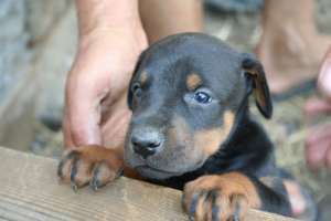 Vand catei Doberman