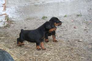 Vand catei Doberman