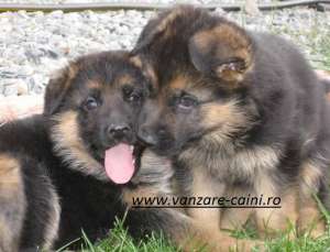 CIOBANESC GERMAN DE VANZARE