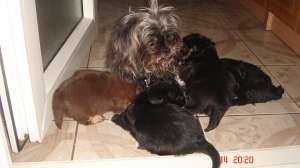 vand bichon metis