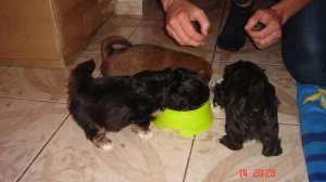 vand bichon metis