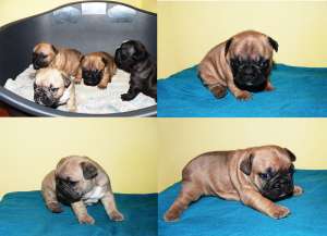 VAND CATEI BULLDOG FRANCEZ