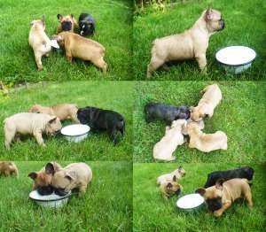 VAND CATEI BULLDOG FRANCEZ