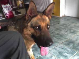 Catei Ciobanesc German