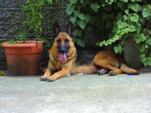 Catei Ciobanesc German