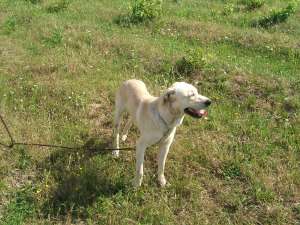 OFER Labrador auriu mascul pentru monta