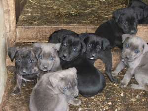 vand catei cane corso