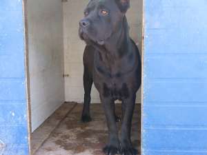 vand catei cane corso