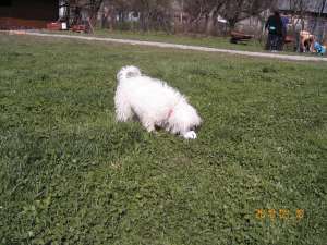 VAND BICHON BOLOGNESE RASA PURA IN MURES