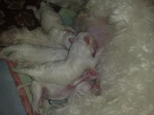 VAND BICHON BOLOGNESE RASA PURA IN MURES