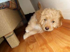 Vand pui Bichon-baietel superb