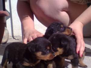 caine pui rottweiler