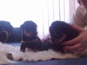 caine pui rottweiler