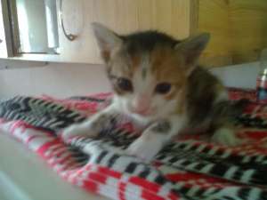 Ofer spre adoptzie pisicutza