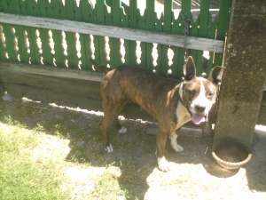 Vnad pui amstaff iasi 2011 iulie