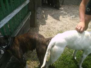 Vnad pui amstaff iasi 2011 iulie