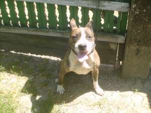 Vnad pui amstaff iasi 2011 iulie