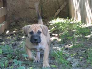 Vand dogo canario