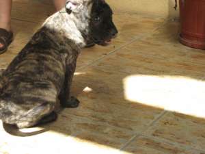 Vand dogo canario