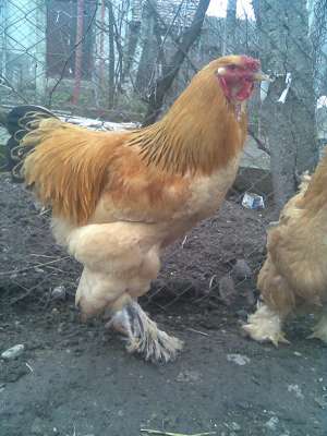 vand gaini si pui de rasa