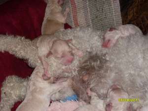 vand pui caniche/pudel
