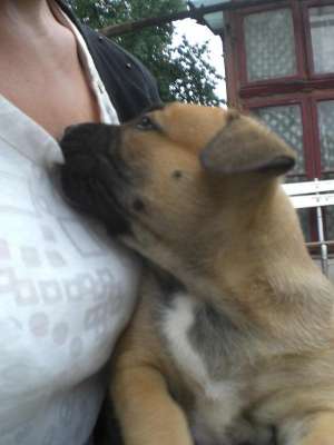 Vand catei amstaff