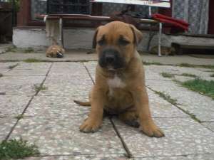 Vand catei amstaff