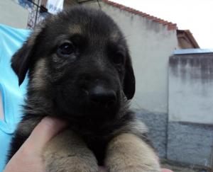 Catei Ciobanesc German