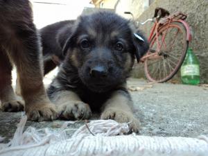 Catei Ciobanesc German