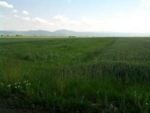 TEREN SFANTU GHEORGHE ZONA CHILIENI
