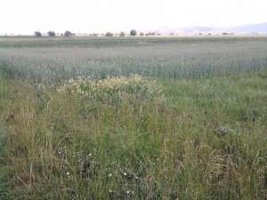 TEREN SFANTU GHEORGHE ZONA CHILIENI