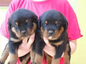 Canisa Bodyguard Force vinde catei rottweiler