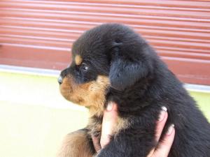Canisa Bodyguard Force vinde catei rottweiler