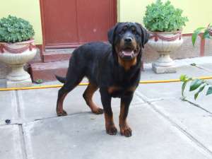 Vand mascul rottweiler(6 luni) pentru show sau paza