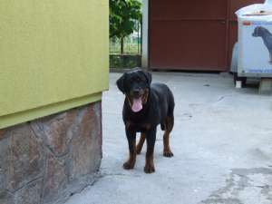 Vand mascul rottweiler(6 luni) pentru show sau paza