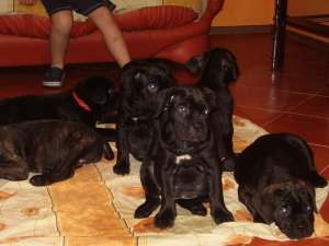 Cane Corso De vanzare