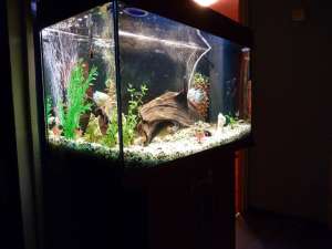 Acvariu Juwel RIO 125 cu mobilier si accesorii