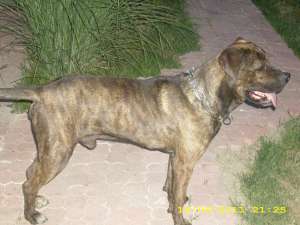 Ofer macul Presa Canario pt. monta