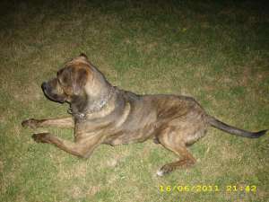 Ofer macul Presa Canario pt. monta
