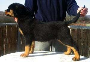vand pui rottweiler