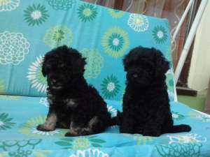 vand catei caniche pitic