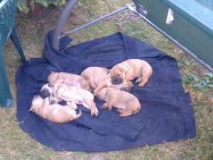 vand shar-pei