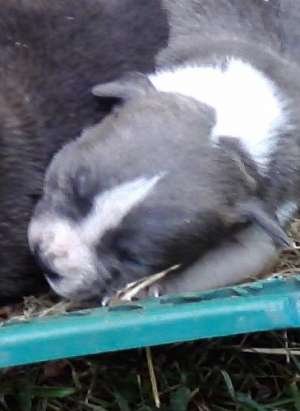 Pui Amstaff de vanzare
